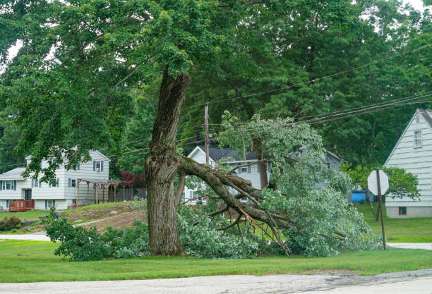 Leaf Removal in East Brady, PA